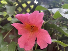 Amphilophium buccinatorium