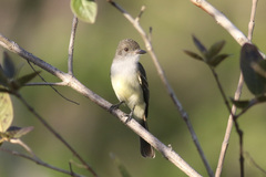 Myiarchus swainsoni