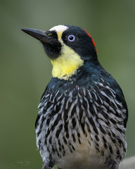 Melanerpes formicivorus