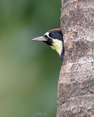Melanerpes formicivorus