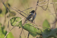 Myiarchus swainsoni