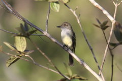 Myiarchus swainsoni