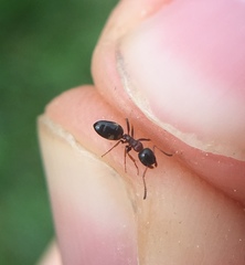 Dolichoderus quadripunctatus