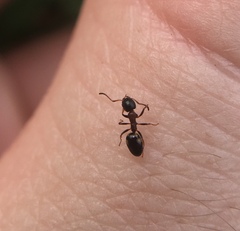 Dolichoderus quadripunctatus