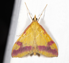 Pyrausta scurralis