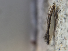 Erechthias chionodira