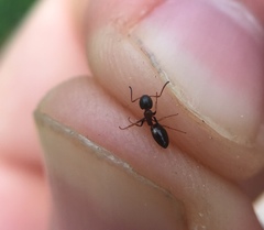 Dolichoderus quadripunctatus