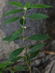 Spermacoce latifolia