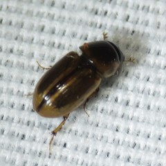 Labarrus cincticulus