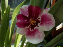 Miltoniopsis