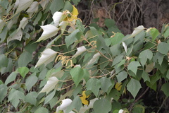 Mallotus paniculatus