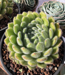 Echeveria setosa