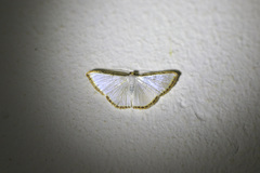Leuciris fimbriaria