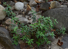 Spermacoce latifolia