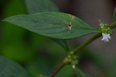 Spermacoce latifolia