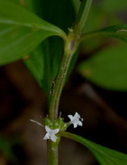 Spermacoce latifolia