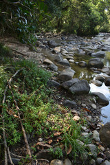 Spermacoce latifolia