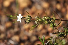 Cyanothamnus ramosus anethifolia
