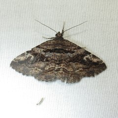 Zaleops umbrina