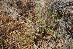 Cyanothamnus ramosus anethifolia