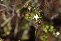 Cyanothamnus ramosus anethifolia