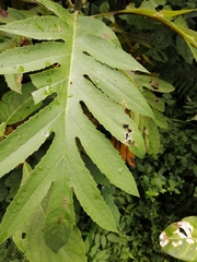 Bocconia frutescens