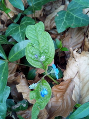 Omphalodes verna