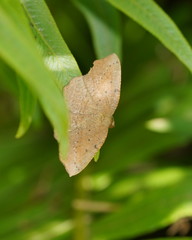 Planolocha obliquata