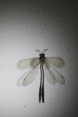Ameromyia