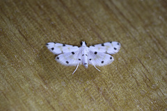 Pycnarmon