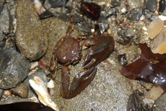 Petrolisthes manimaculis