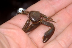 Petrolisthes manimaculis