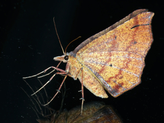 Rhinodia rostraria