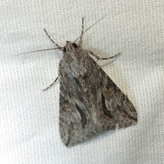 Melipotis jucunda