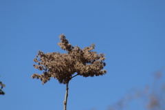 Heliocarpus terebinthinaceus