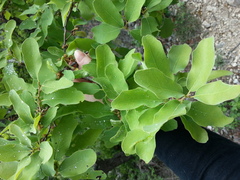 Quercus laceyi