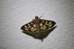 Prenesta fenestrinalis