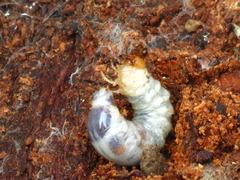 Lucanidae