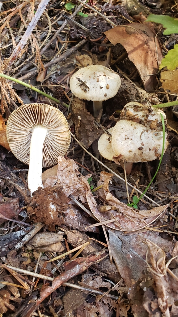 Inocybe sp. 'sindonia-PNW23'