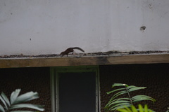 Tupaia glis