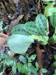 Skjold Søndergaard, CC BY, iNaturalist via GBIF Goeppertia metallica, photograph Skjold Søndergaard, CC BY, iNaturalist via GBIF