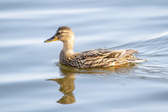 Anas platyrhynchos