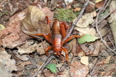 Cratomelus armatus