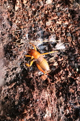 Cratomelus armatus