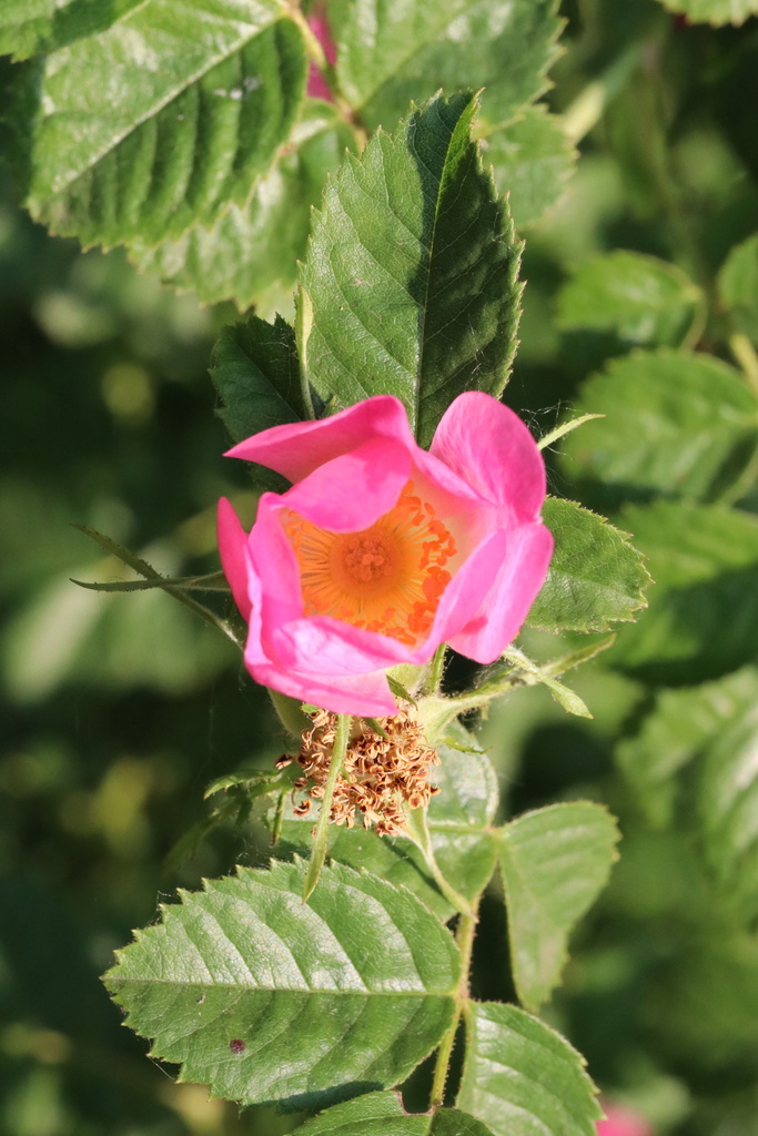 56+ Rosa Rubiginosa Garten Pur, Den blauanteil würde ich mit