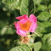 Rosa rubiginosa - Photo (c) nitsuga74, algunos derechos reservados (CC BY), subido por nitsuga74