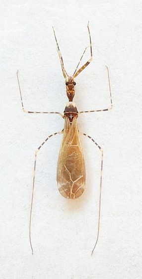 Stenolemoides arizonensis