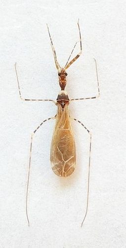 Stenolemoides arizonensis