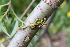 Tristerix corymbosus