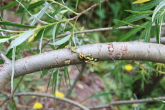 Tristerix corymbosus